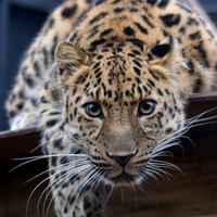 За новорожденными амурскими леопардами можно понаблюдать в прямом эфире 