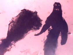 Art Biotech