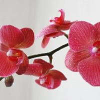 Великолепие золота и нежность живых орхидей:  весенние подарки от Ники 
