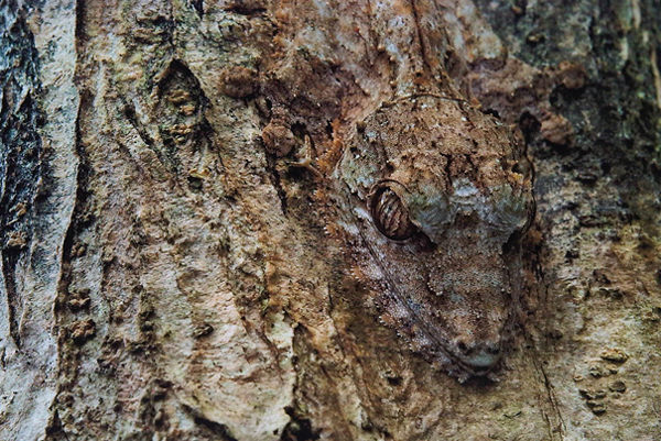 Des Forêts et des Hommes