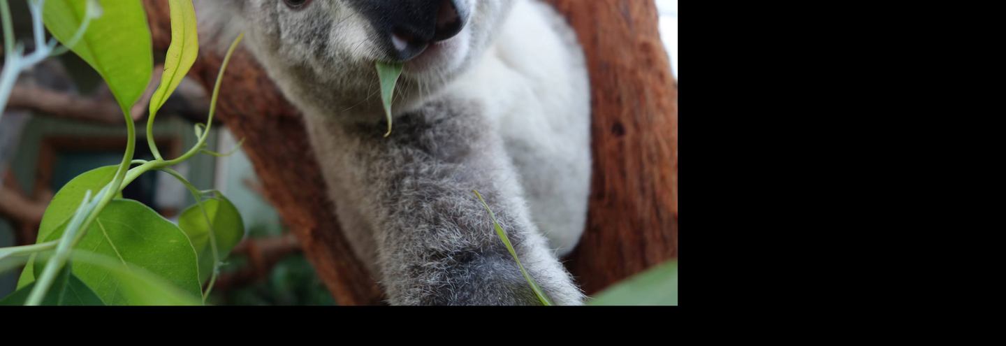 Коалы в австралийском зоопарке научились делать селфи