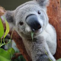 Коалы в австралийском зоопарке научились делать селфи 