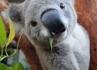  Коалы в австралийском зоопарке научились делать селфи