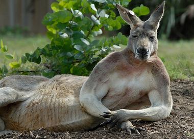  Согласно новым исследованиям, кенгуру являются пятиногими животными