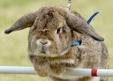 Лицорука: 5 самых нелепых новостей за неделю