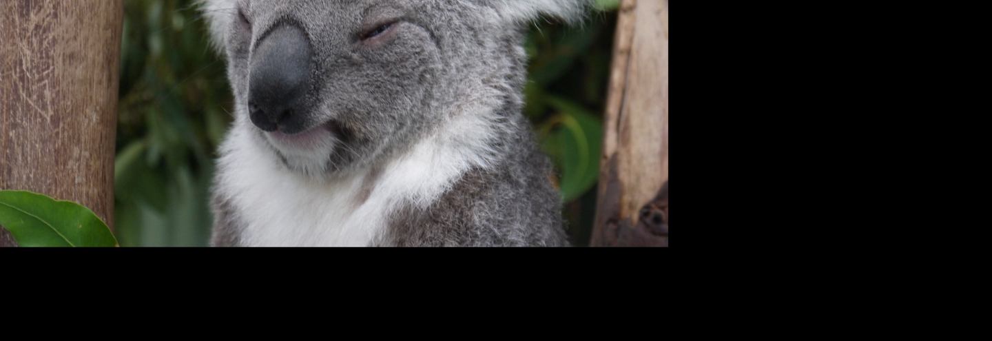 Видео: Как коала гуляет по австралийскому городу